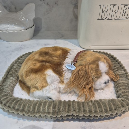 King charles spanial - king,