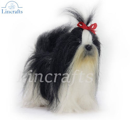 Hansa shih tzu 6142 - shih,