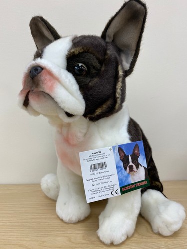 Boston terrier zoll - terrier, 12
