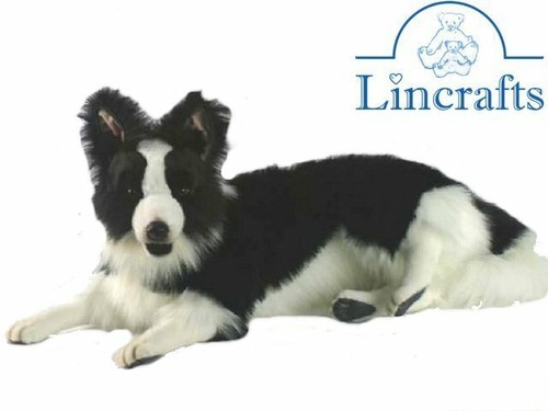 Hansa border collie 4564 - collie,