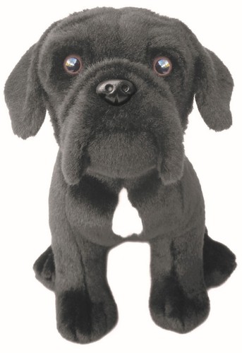Zoll cane corso - cane,