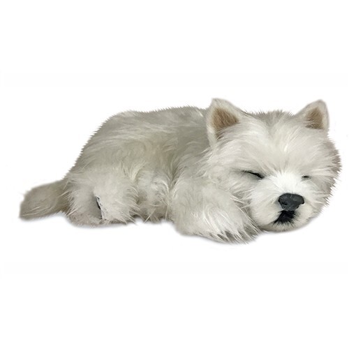 Precious petzzz westie 2nd - petzzz,