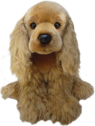 Gold cocker spaniel - gold,