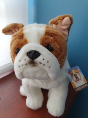 Britische bulldogge teddy - britische,