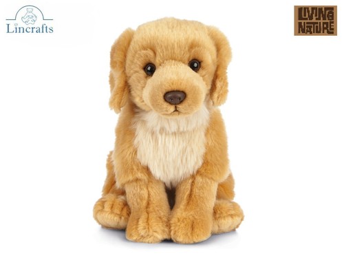 Sitzender golden retriever - sitzender,