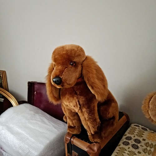Golden cocker spaniel - golden,