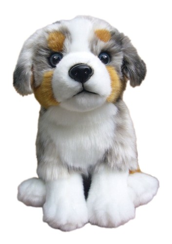 Australian shepherd hund - shepherd,