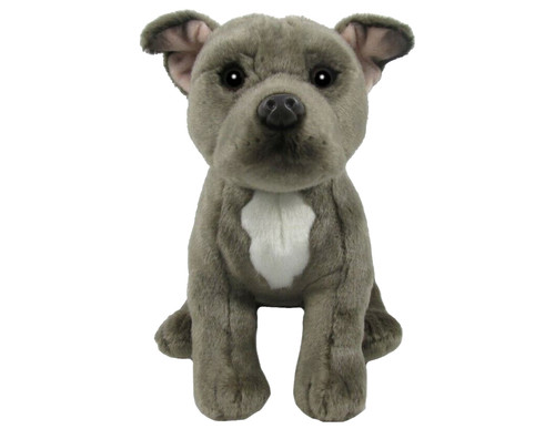 Staffordshire bullterrier - bullterrier, 24