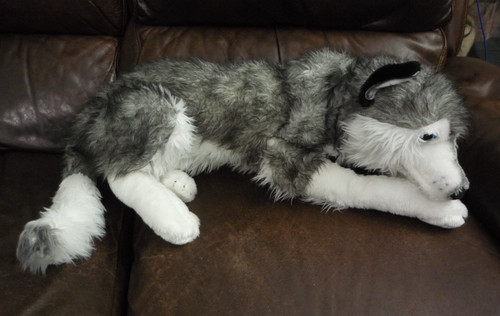 Husky malamute welpe - hund, wolf