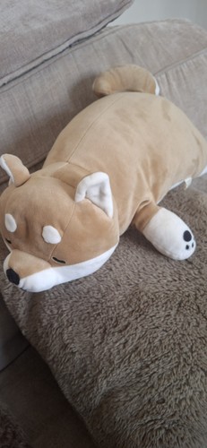 Shiba inu hund kotaro - shiba,