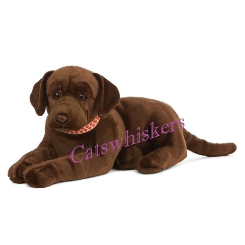 Liegender schokoladen labrador - liegender,