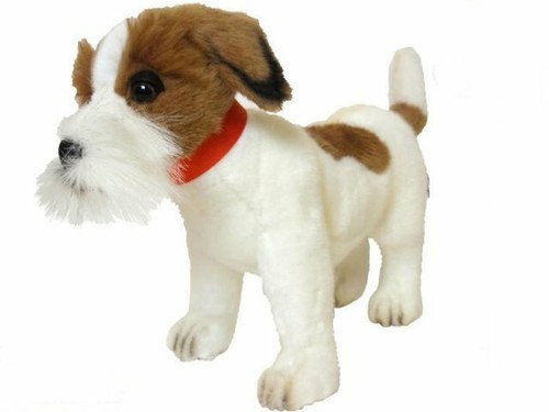Hansa jack russel - jack, terrier