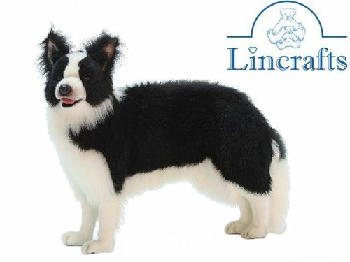 Hansa border collie 4563 - hansa,