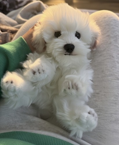 Sitzender malteser hund - sitzender,