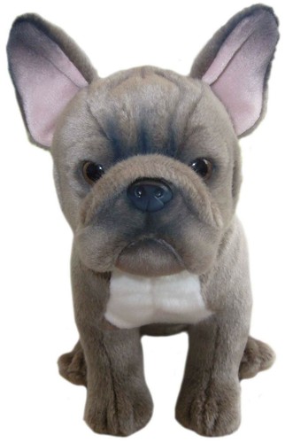 Blaue französische bulldogge - blaue,