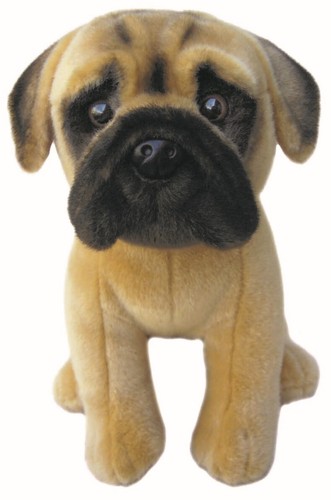 Zoll bullmastiff teddy - 12,