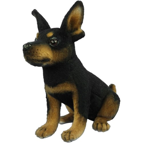 Hansa pinscher hund - pinscher,