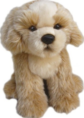 Zoll shih tzu - 12,