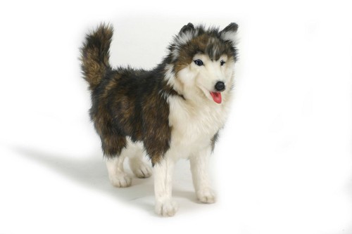 Husky welpe stehend - husky,