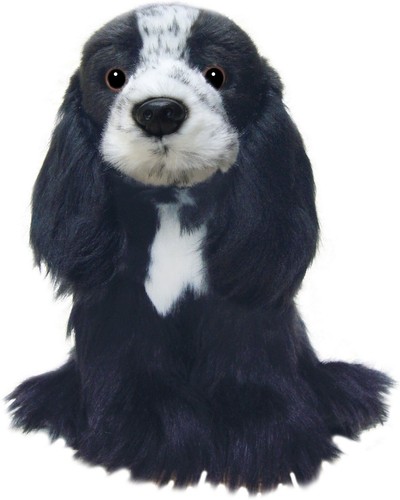 Blue roan cocker - blue, spaniel