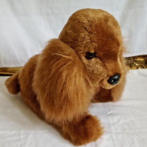 Golden cocker spaniel - cocker,