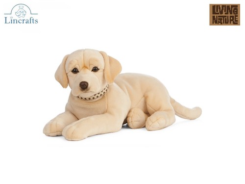 Golden labrador liegend - labrador,