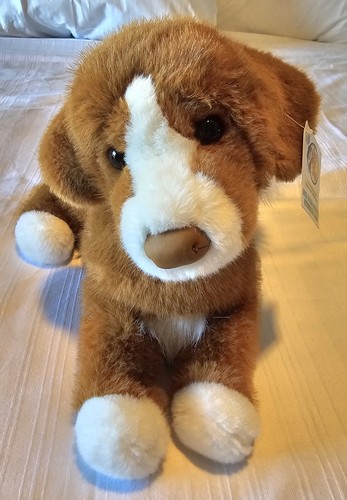 Douglas duck tolling retriever - douglas,