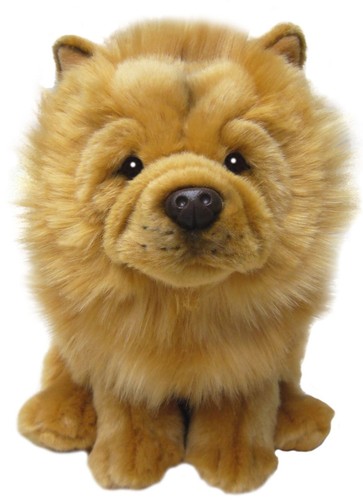 Chow welpe - chow,